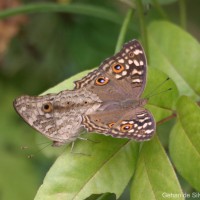 Junonia lemonias Linnaeus, 1758